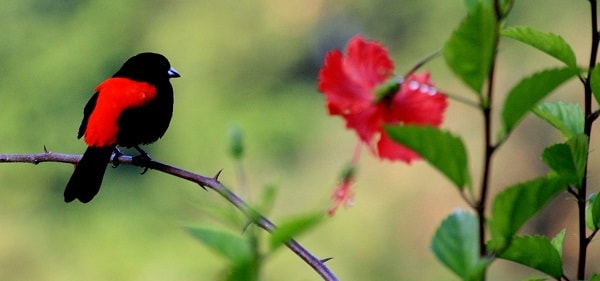 costa rica travel market