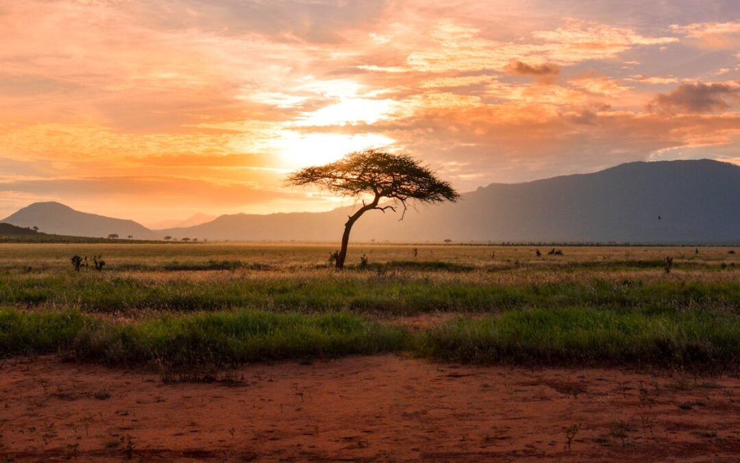 How a boutique safari operator reduced itinerary building time by 85% and replaced paper roadbooks with mobile links.