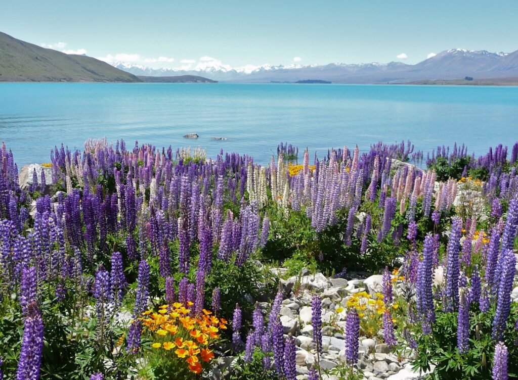 Turquoise water and summer wildflowers at Lake Tekapo, a stop on a New Zealand self-drive trip