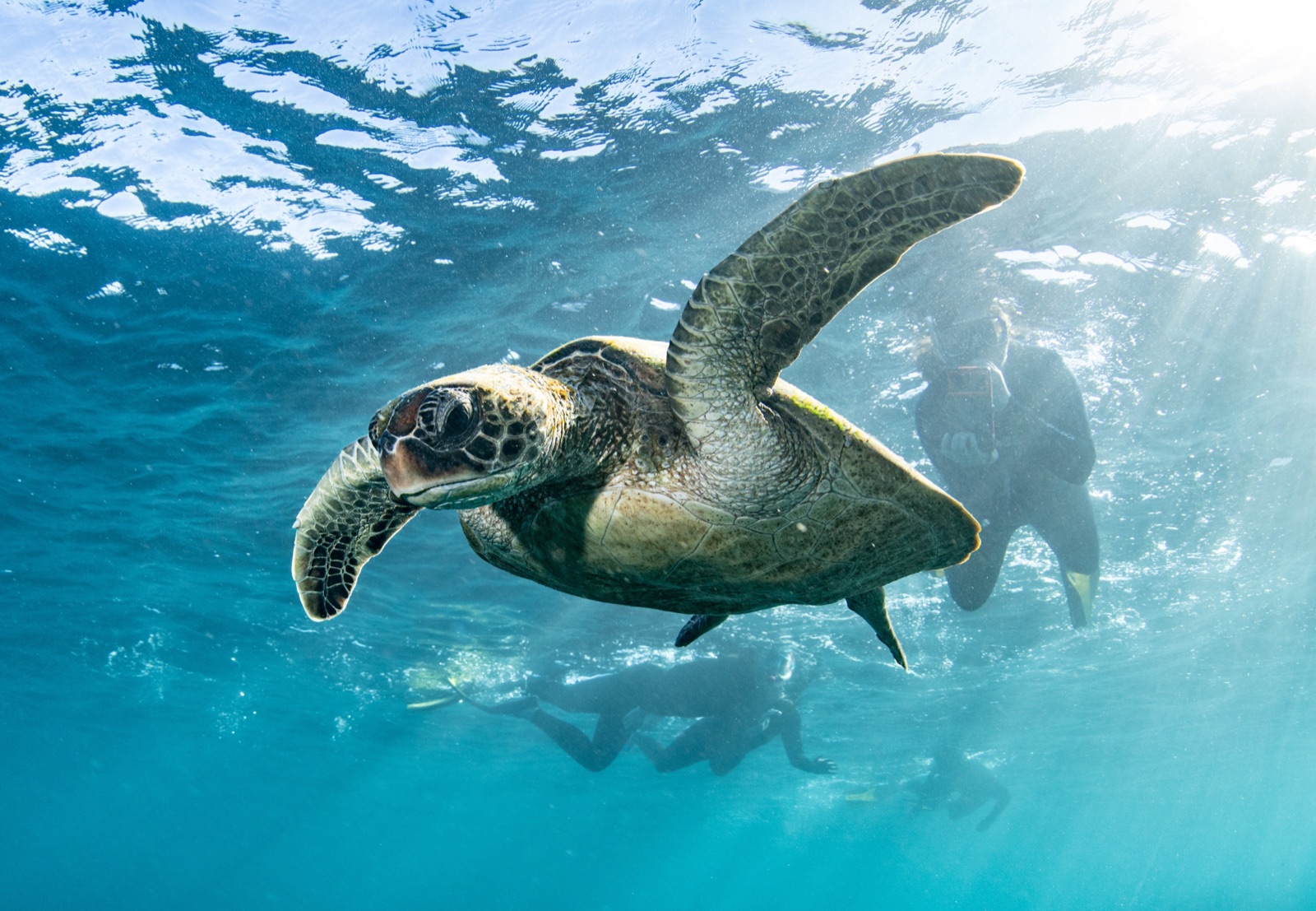 A green sea turtle glides past Sail Ningaloo guests snorkelling on Ningaloo Reef