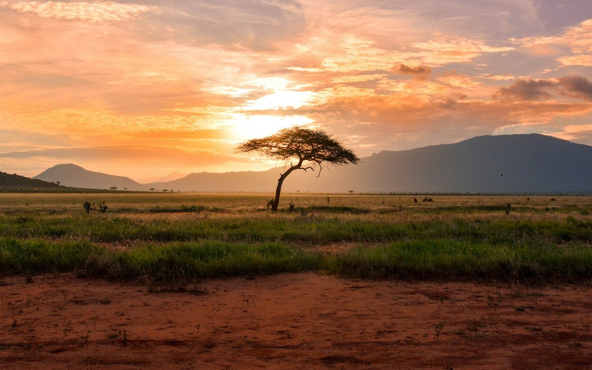 Lone acacia tree in open savanna at sunset, the landscape ViaVia Adventures showcases in Uganda
